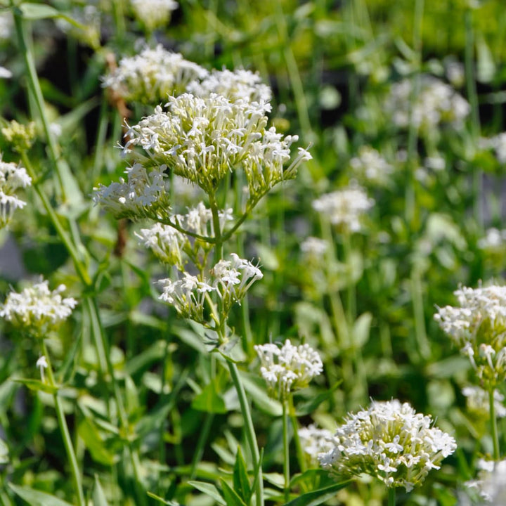 Spornblume 'Albus' Weiß