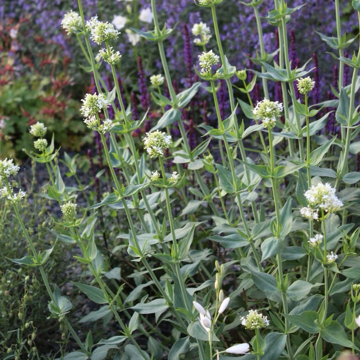 Spornblume 'Albus' Weiß