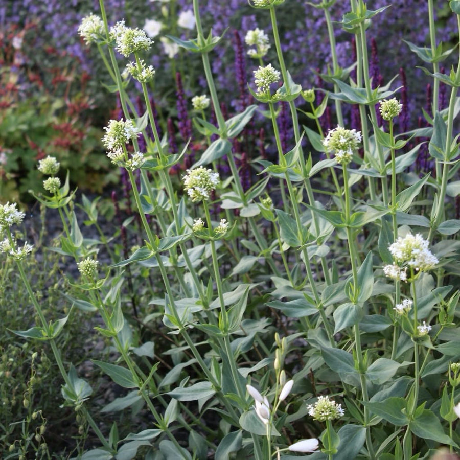 Spornblume 'Albus' Weiß