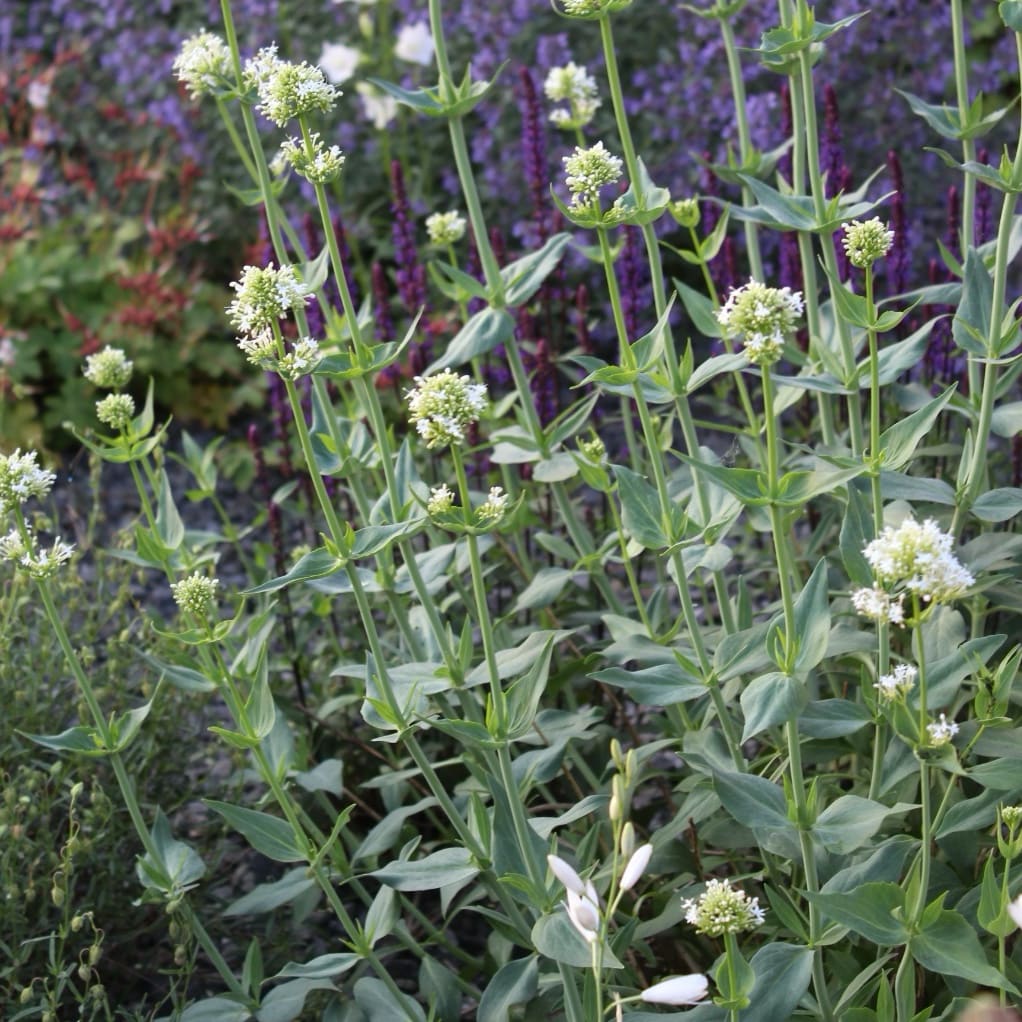 Spornblume 'Albus' Weiß