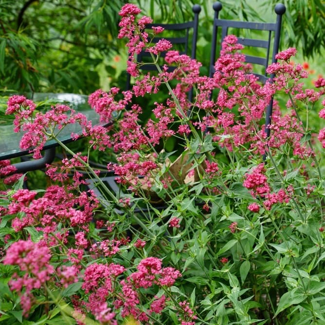 Spornblume 'Coccineus' Rot