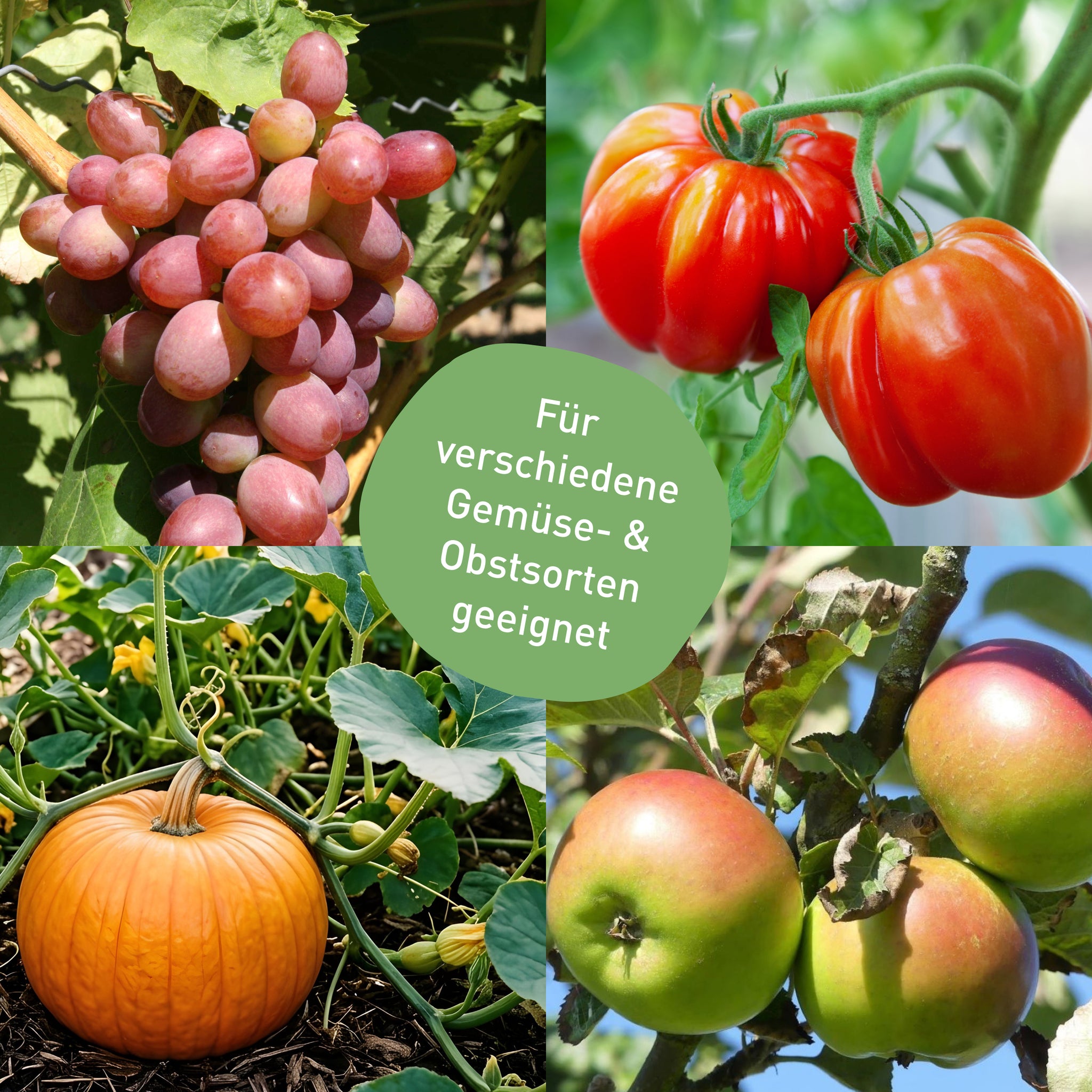 Spritzmittel gegen Mehltau an Wein, Tomaten, Gurken und Kürbis