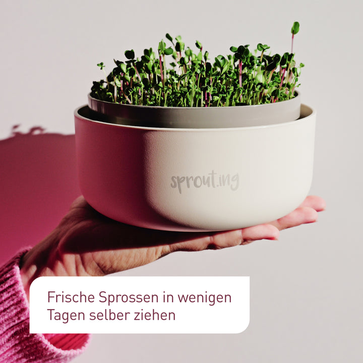 Sprossen-Set für einen gesunden Start in 2026