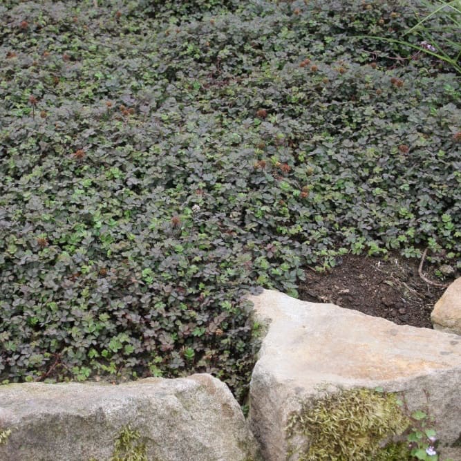 Stachelnüsschen 'Kupferteppich' Weiß