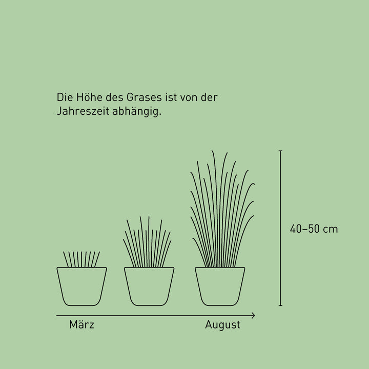 Größe des Stachelschweingras 'Strictus'