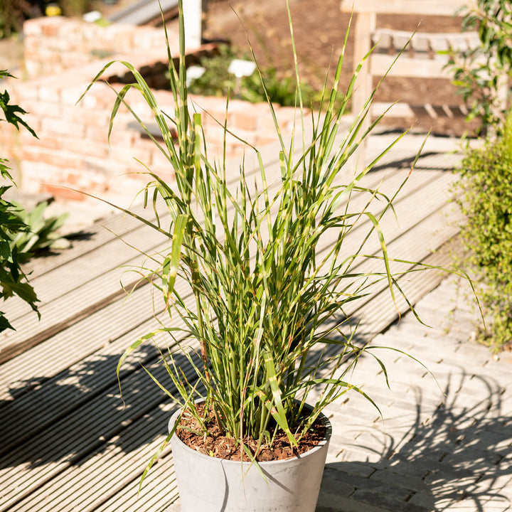 Stachelschweingras 'Strictus' im Topf