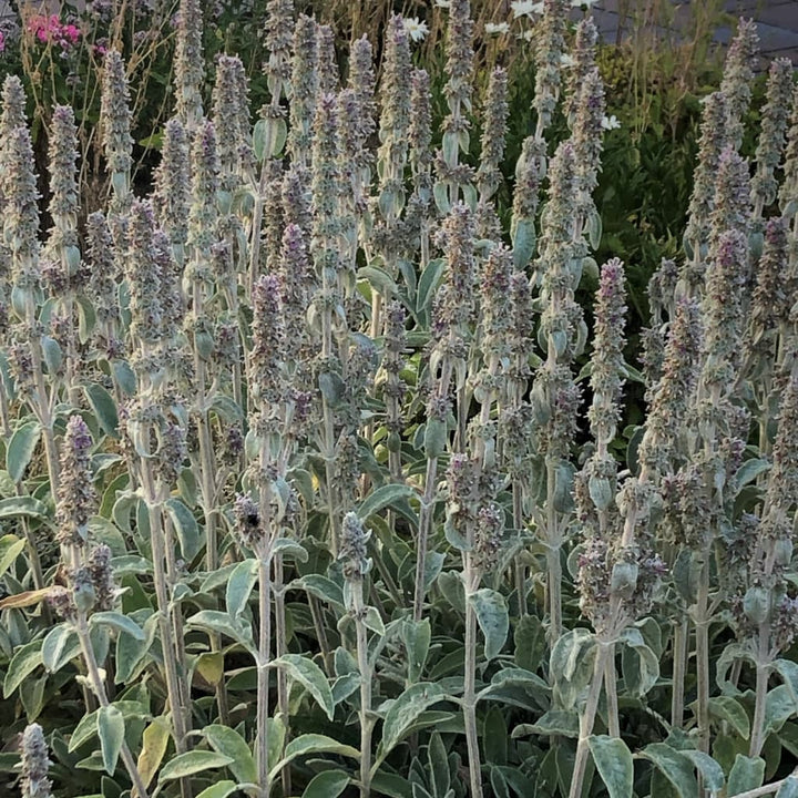 Stachys byzantina