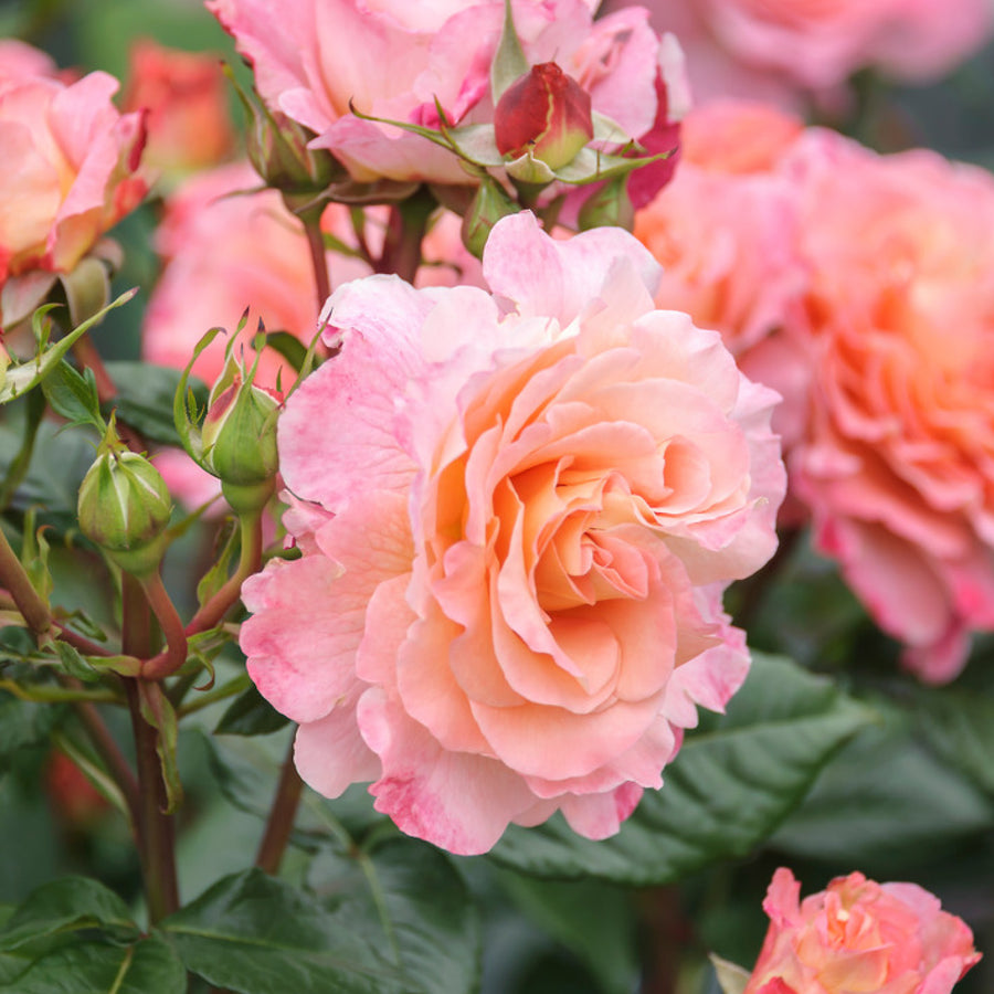 Pfirsichfarben blühende Stammrose 'Augusta Luise'®