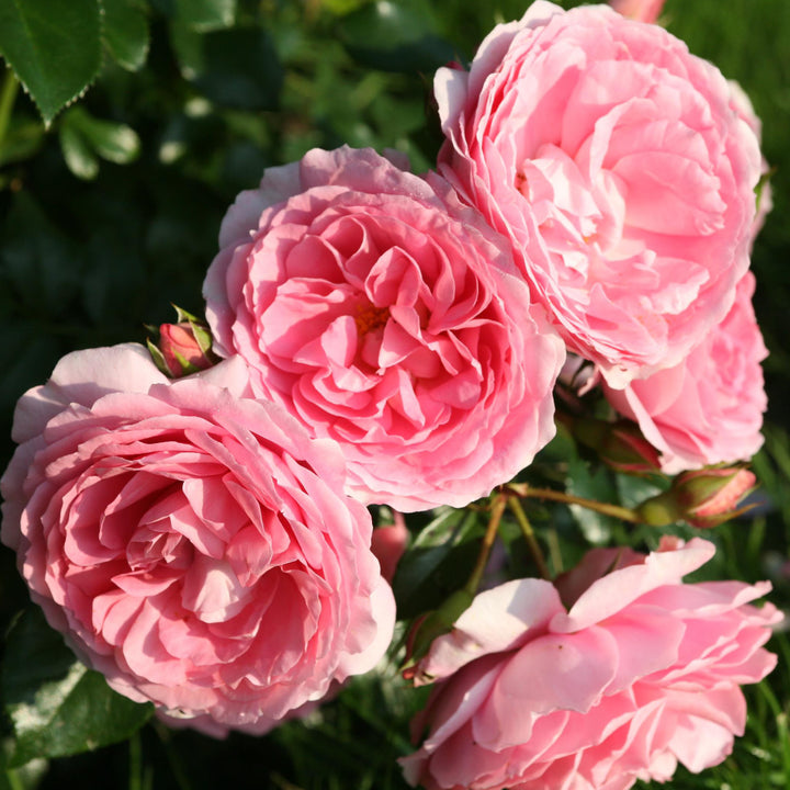 Blühende Stammrose 'Leonardo da Vinci'®