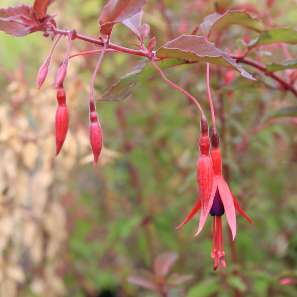 Stauden-Fuchsie 'Riccartonii' Rot