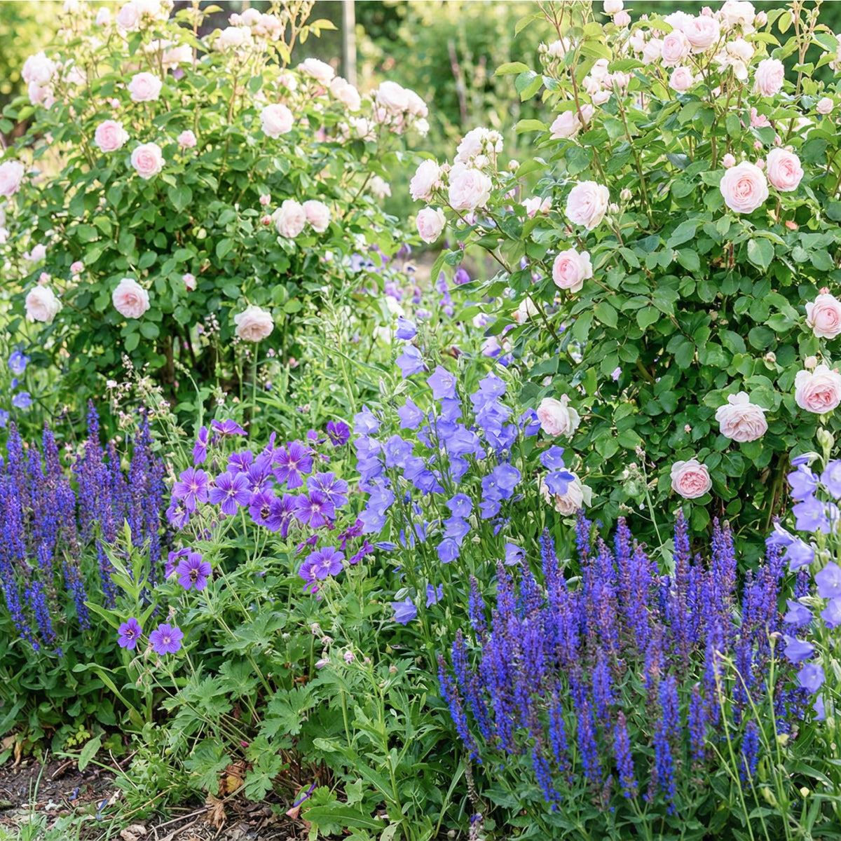 Violetter Stauden-Mix für neben Rosen