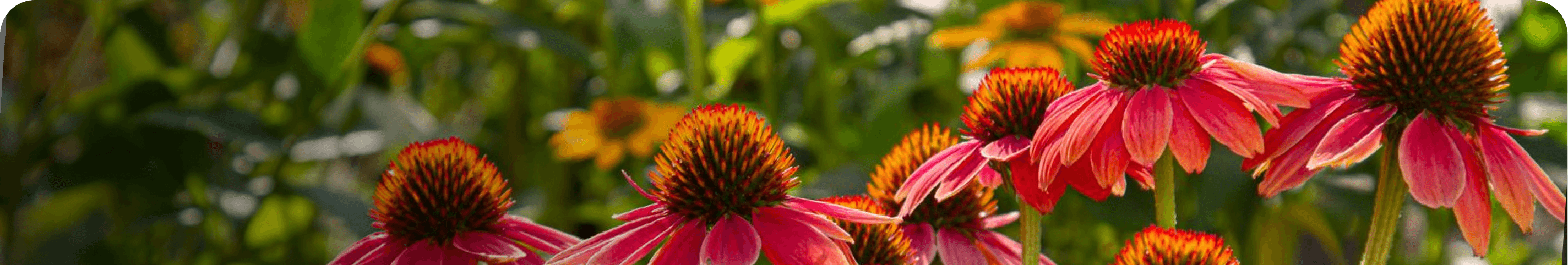 Product Quality Banner