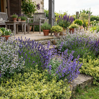 Stauden-Set Duftende Mückenabwehr (15er Set)