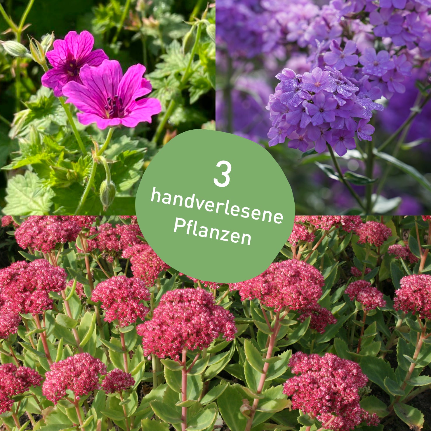 Stauden-Set Rosenbegleiter Rot-Rosa-Violett mit 3 Pflanzen