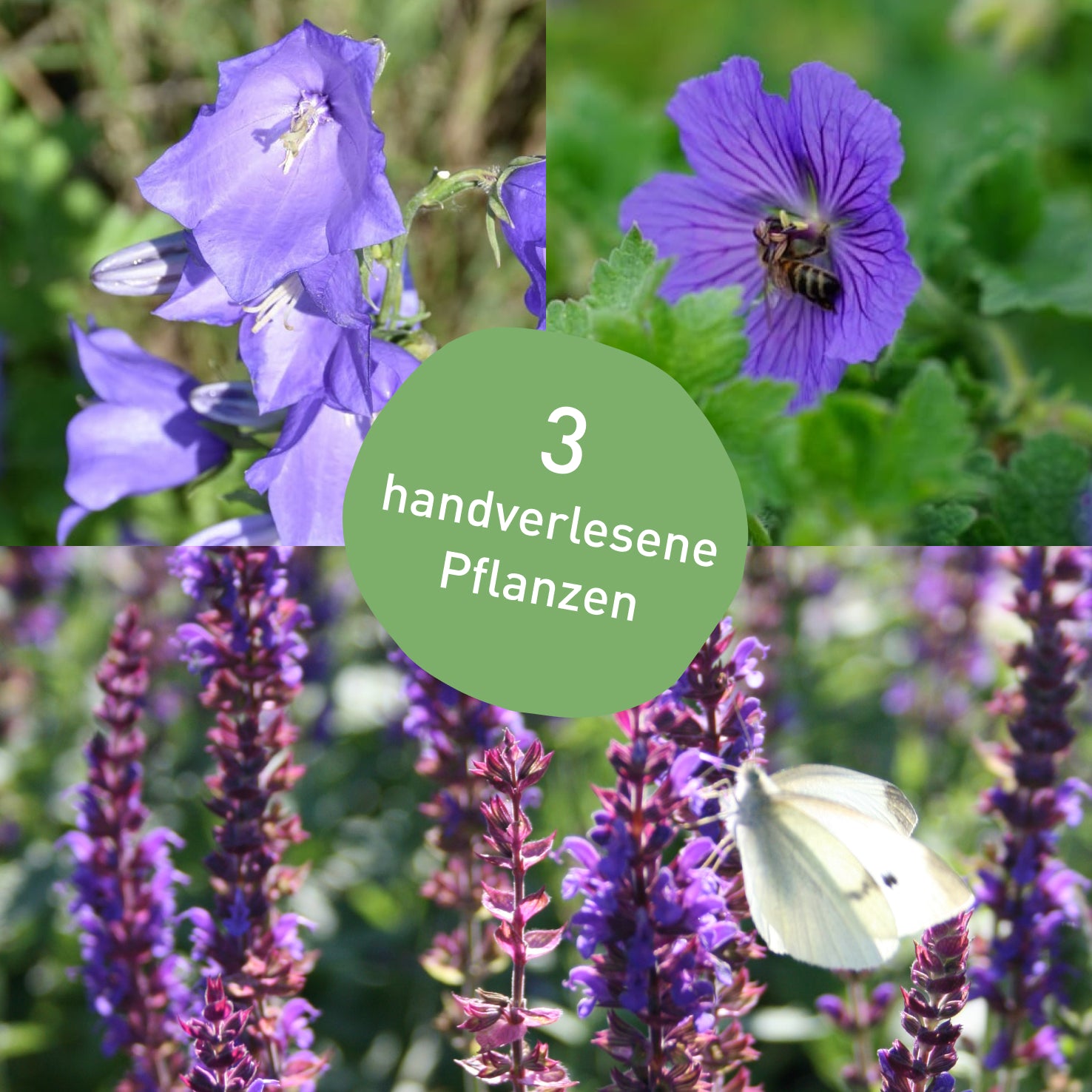 Stauden-Set Rosenbegleiter Violett mit 3 Pflanzen