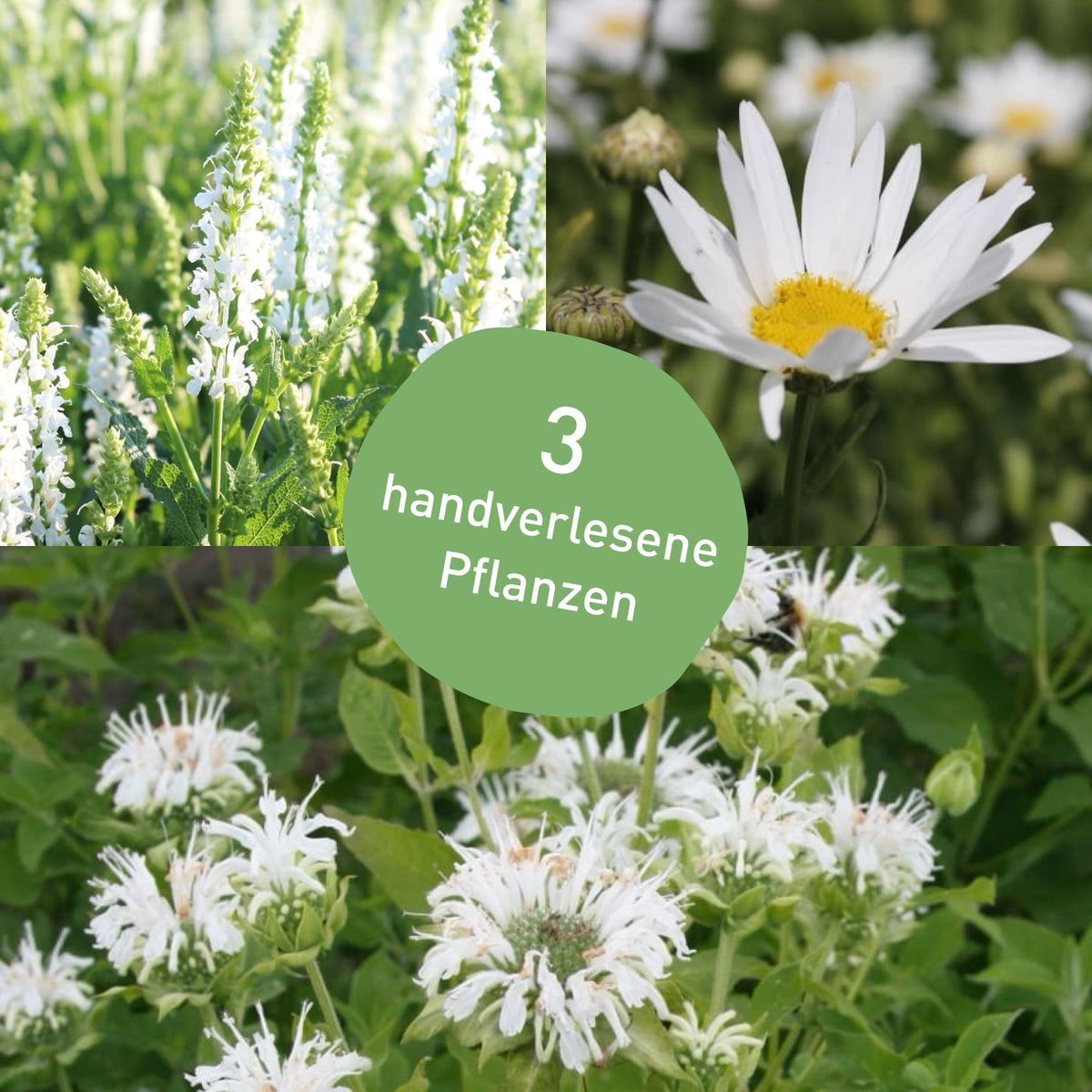 Stauden-Set Rosenbegleiter Weiß mit 3 Pflanzen