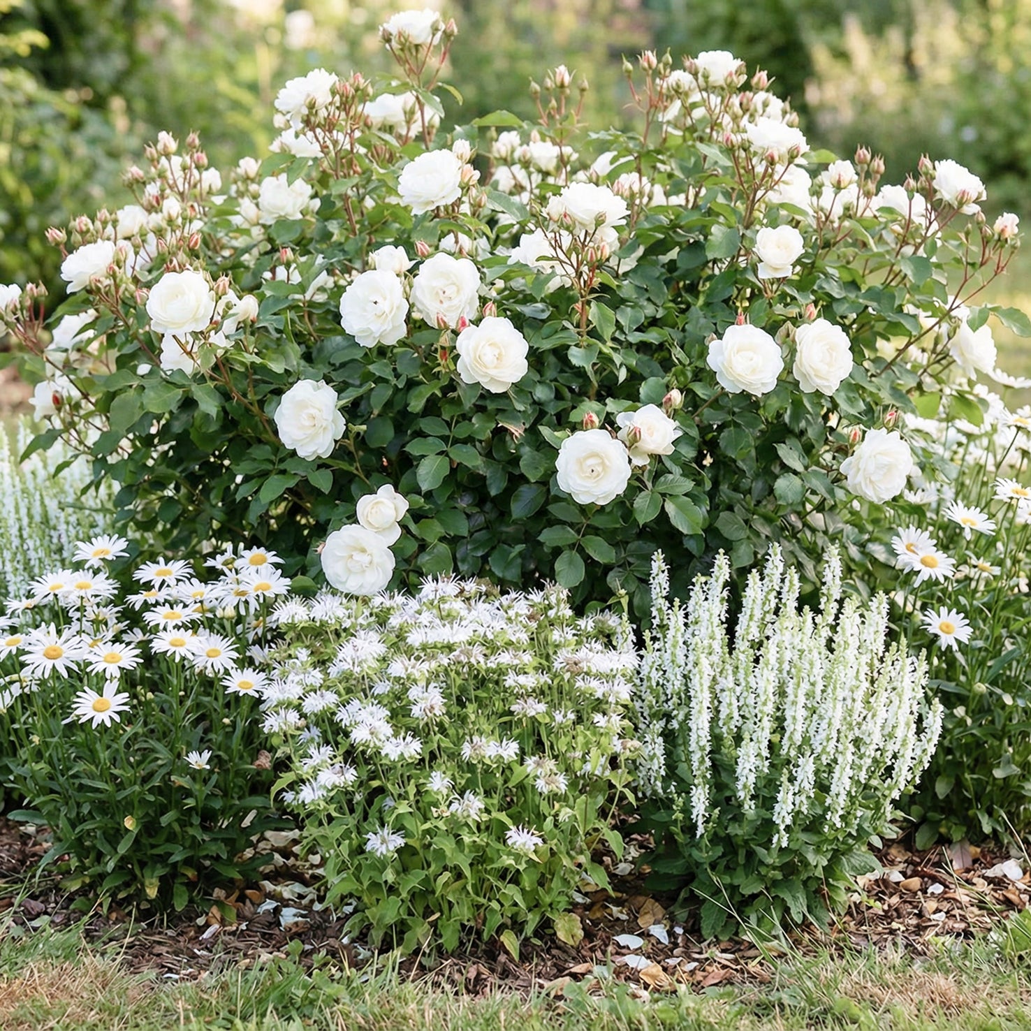 Stauden-Set Rosenbegleiter Weiß (3er Set)