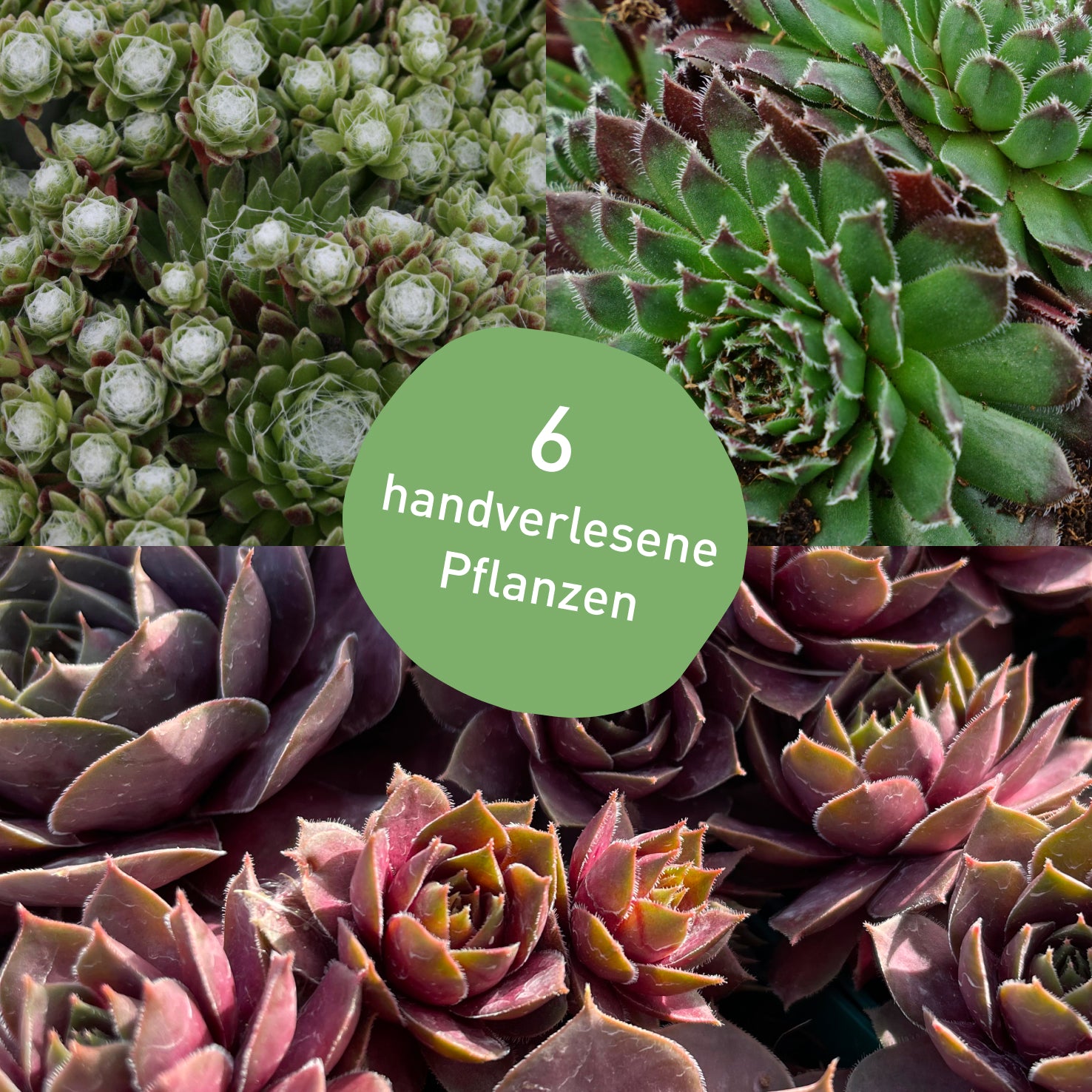 Stauden-Set Sempervivum Hauswurz mit 6 Pflanzen