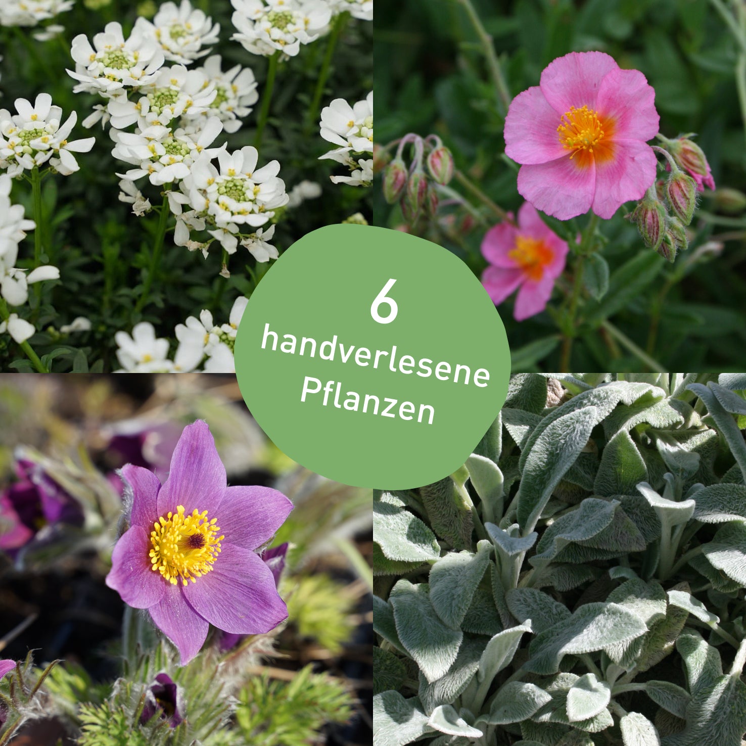 Stauden-Set Steingarten mit 6 Pflanzen