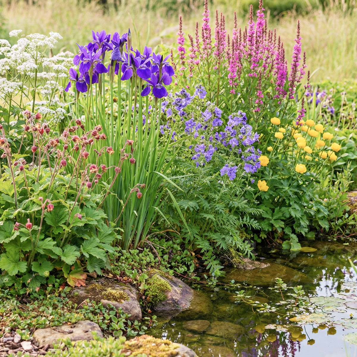 Stauden-Set Teichrand (6er Set)