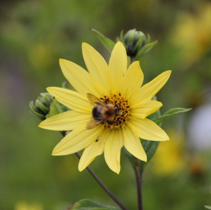 Stauden-Sonnenblume 'Lemon Queen' Gelb
