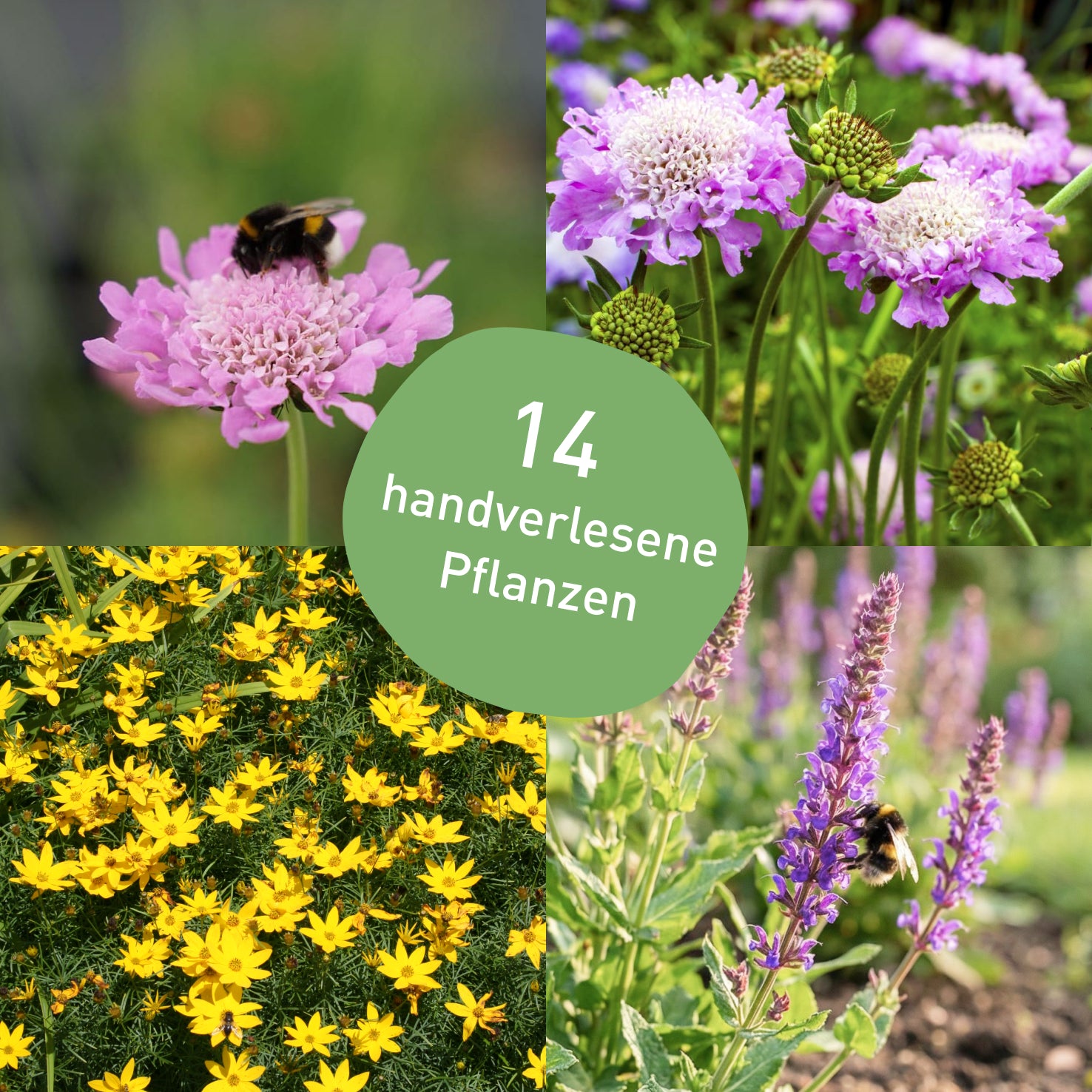Staudenbeet für Bienen mit 14 Pflanzen