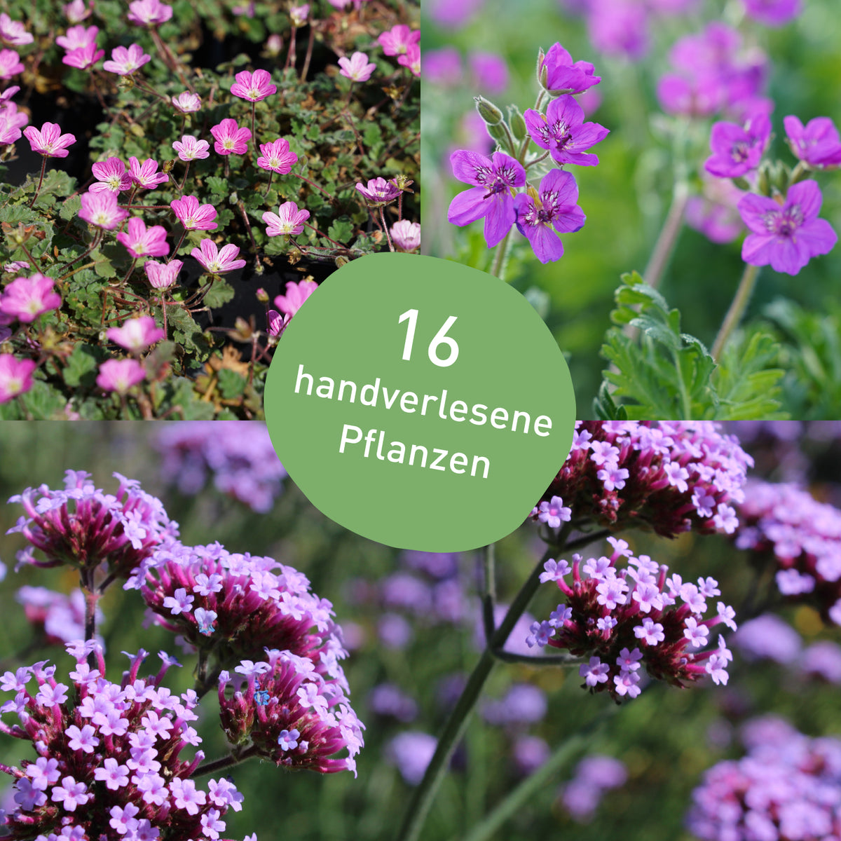 Staudenbeet winterharte Dauerblüher mit 16 Pflanzen