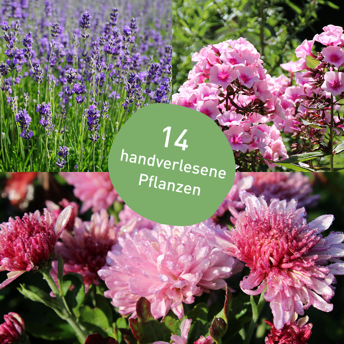 Duftendes Staudenbeet mit 14 Pflanzen