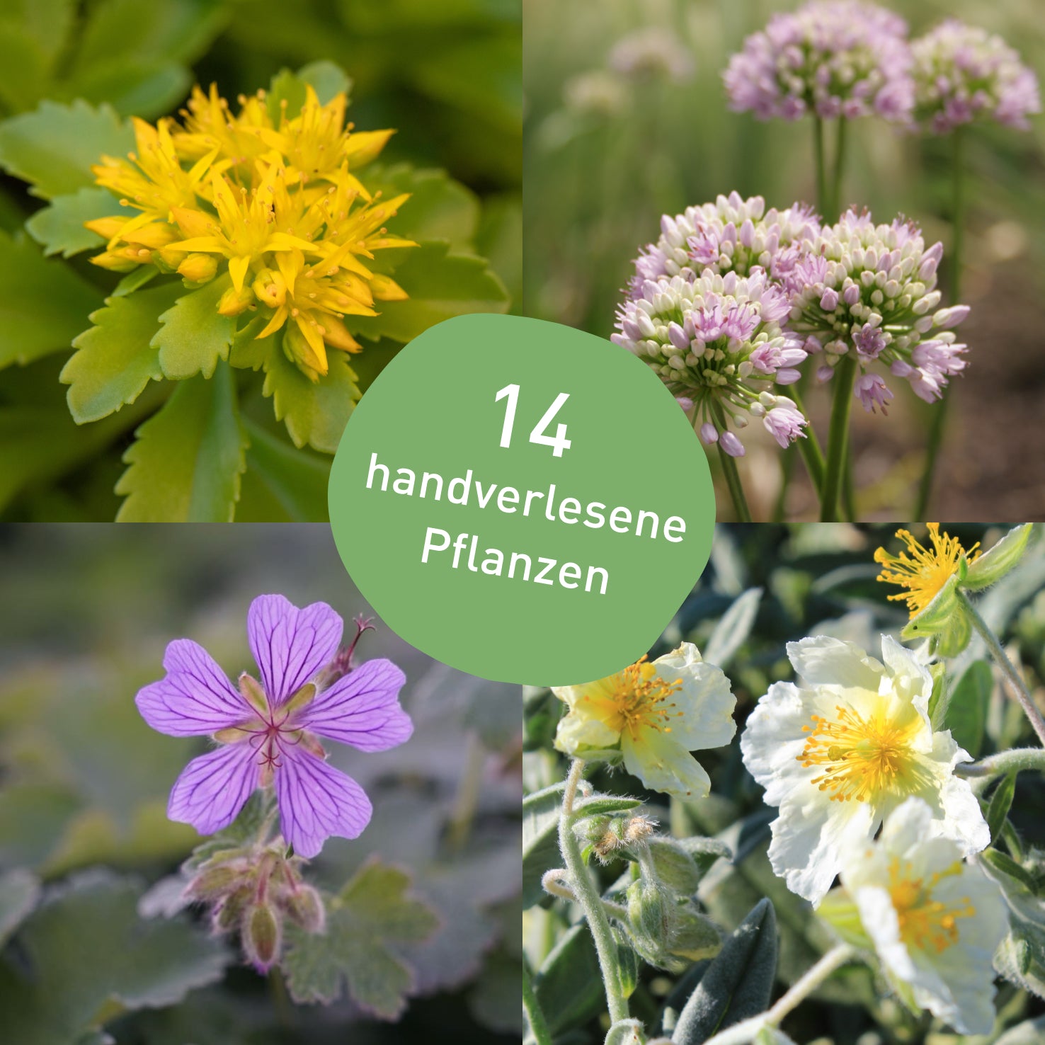 Staudenbeet für trockene Sonne mit 14 Pflanzen