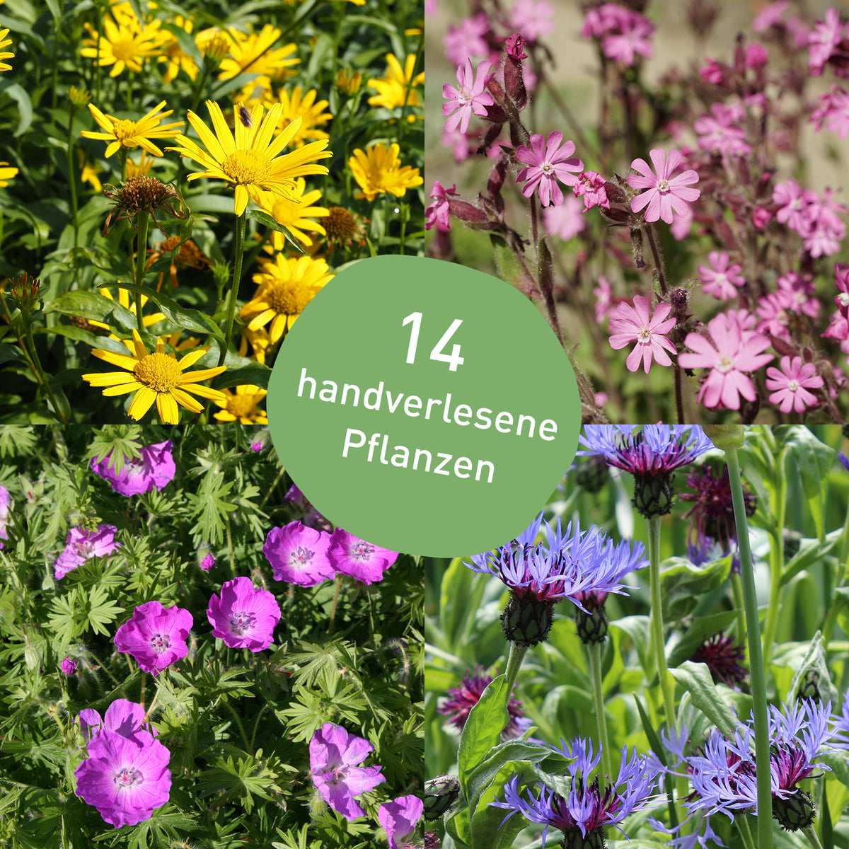 Heimisches Wildstauden-Beet für Sonne mit 15 Pflanzen