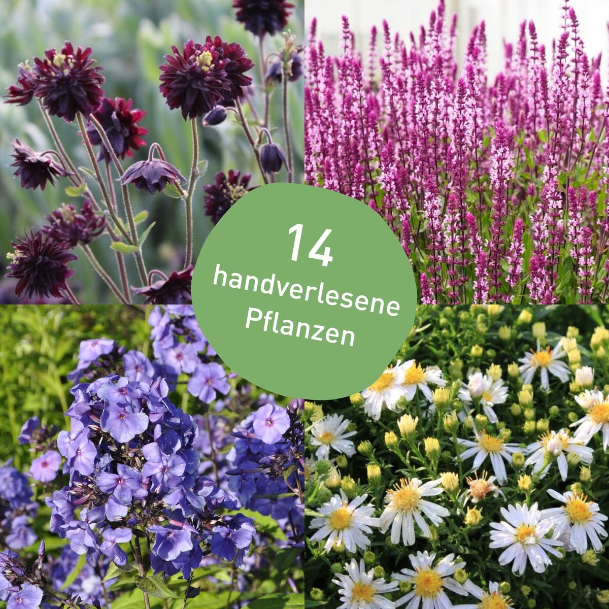 Staudenbeet winterhart weiß-violett mit 14 Pflanzen