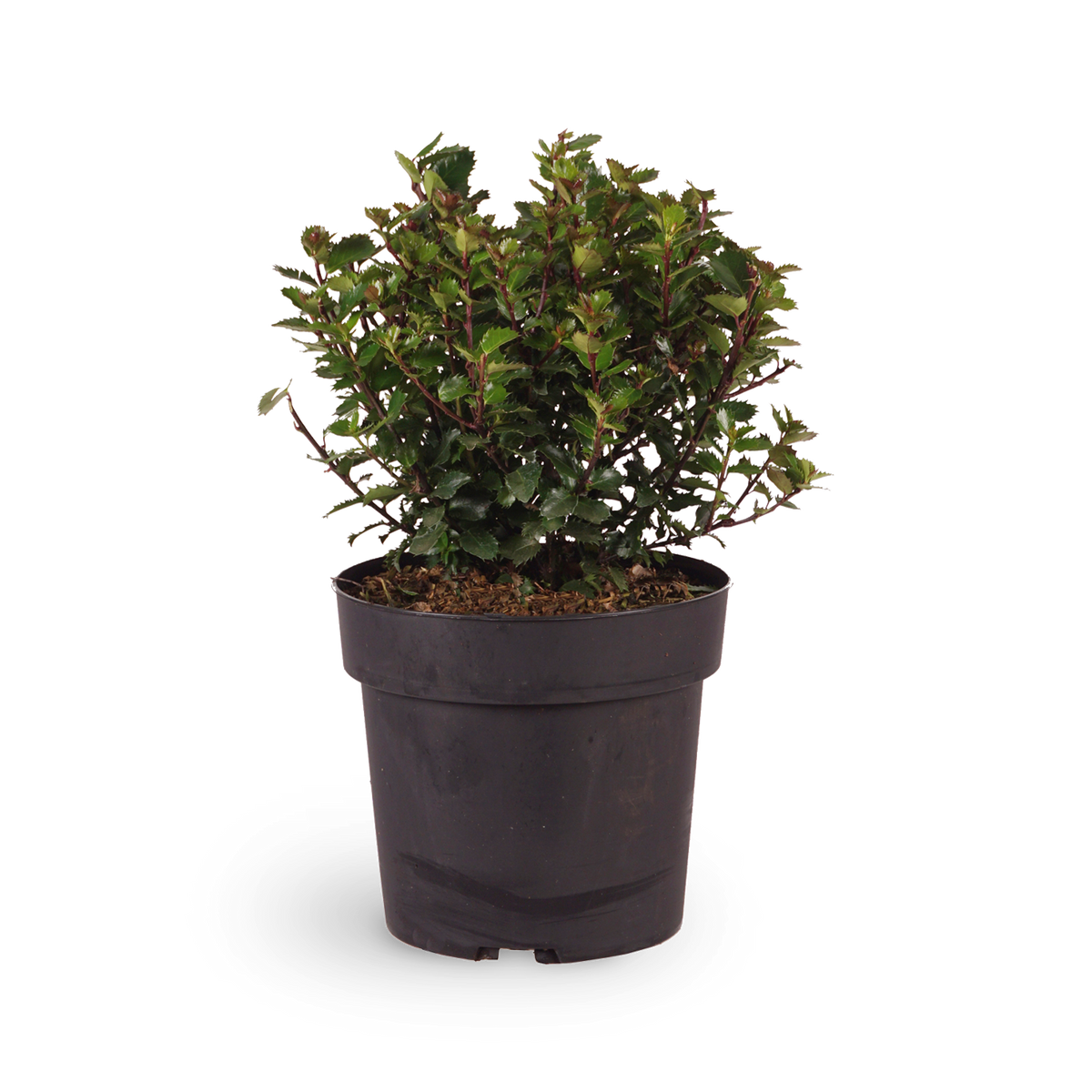 Stechpalme 'Little Pirate'®