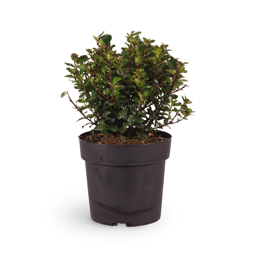 Stechpalme 'Little Pirate'®