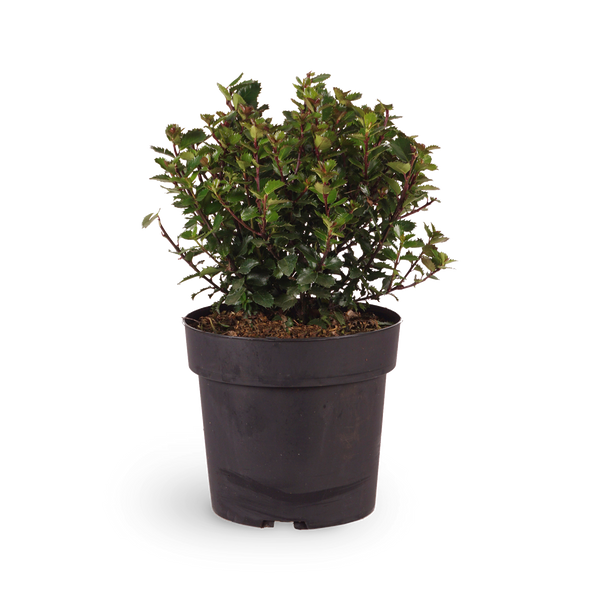Stechpalme 'Little Pirate'®