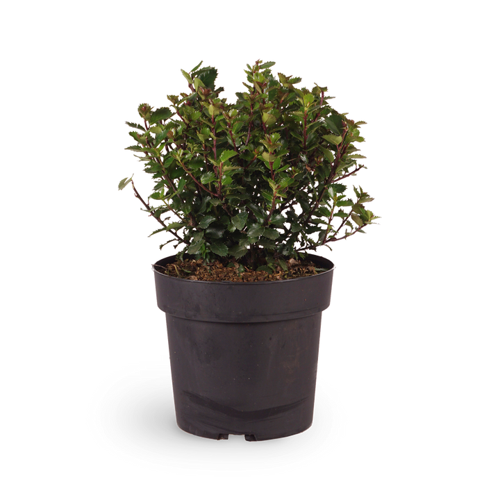 Stechpalme 'Little Pirate'®