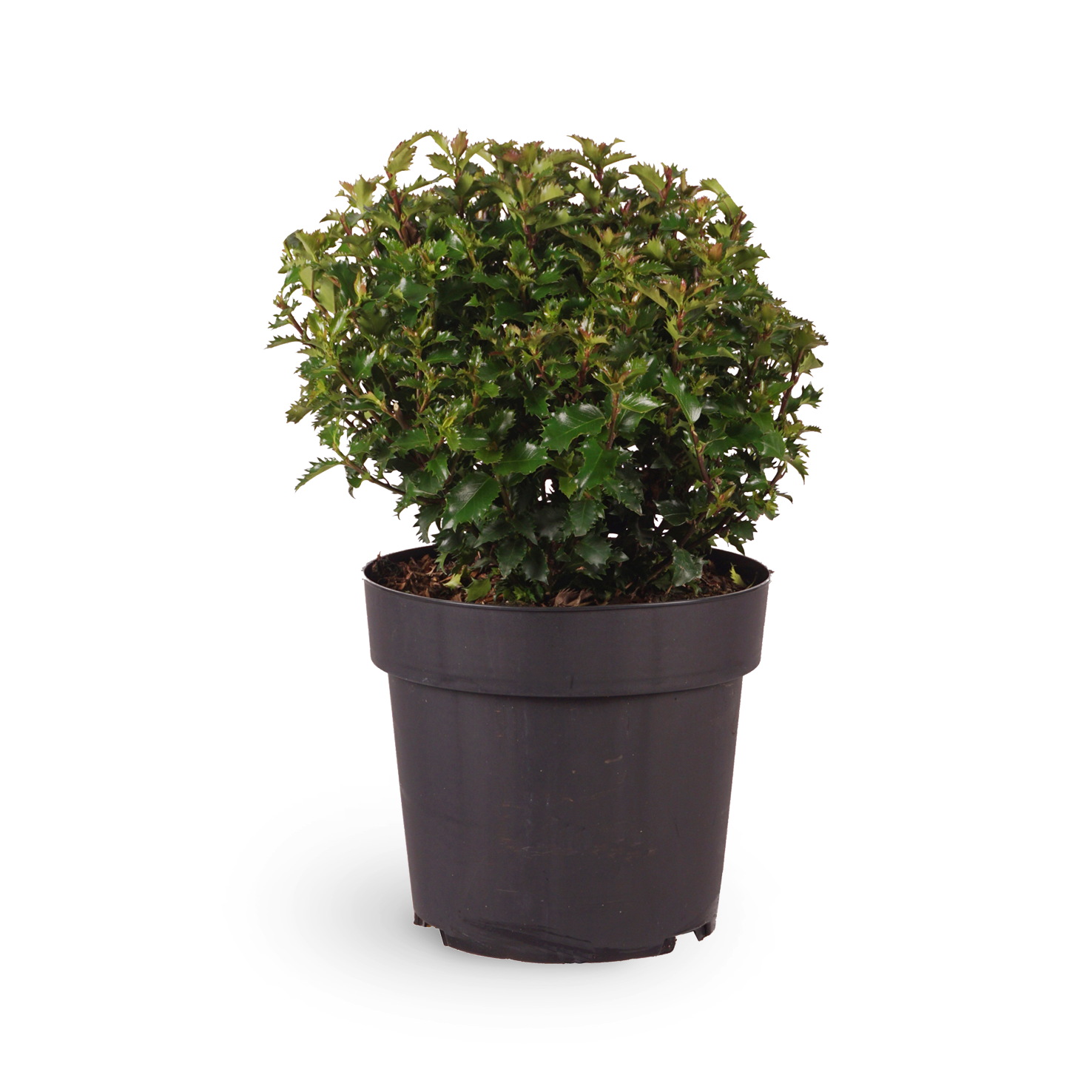 Stechpalme 'Little Rascal'® kaufen
