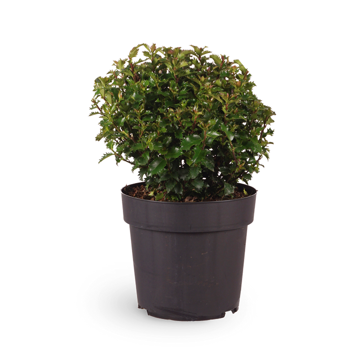 Stechpalme 'Little Rascal'®