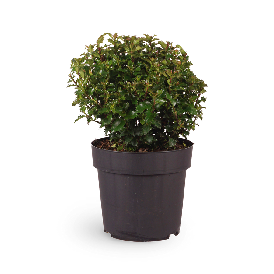 Stechpalme 'Little Rascal'®