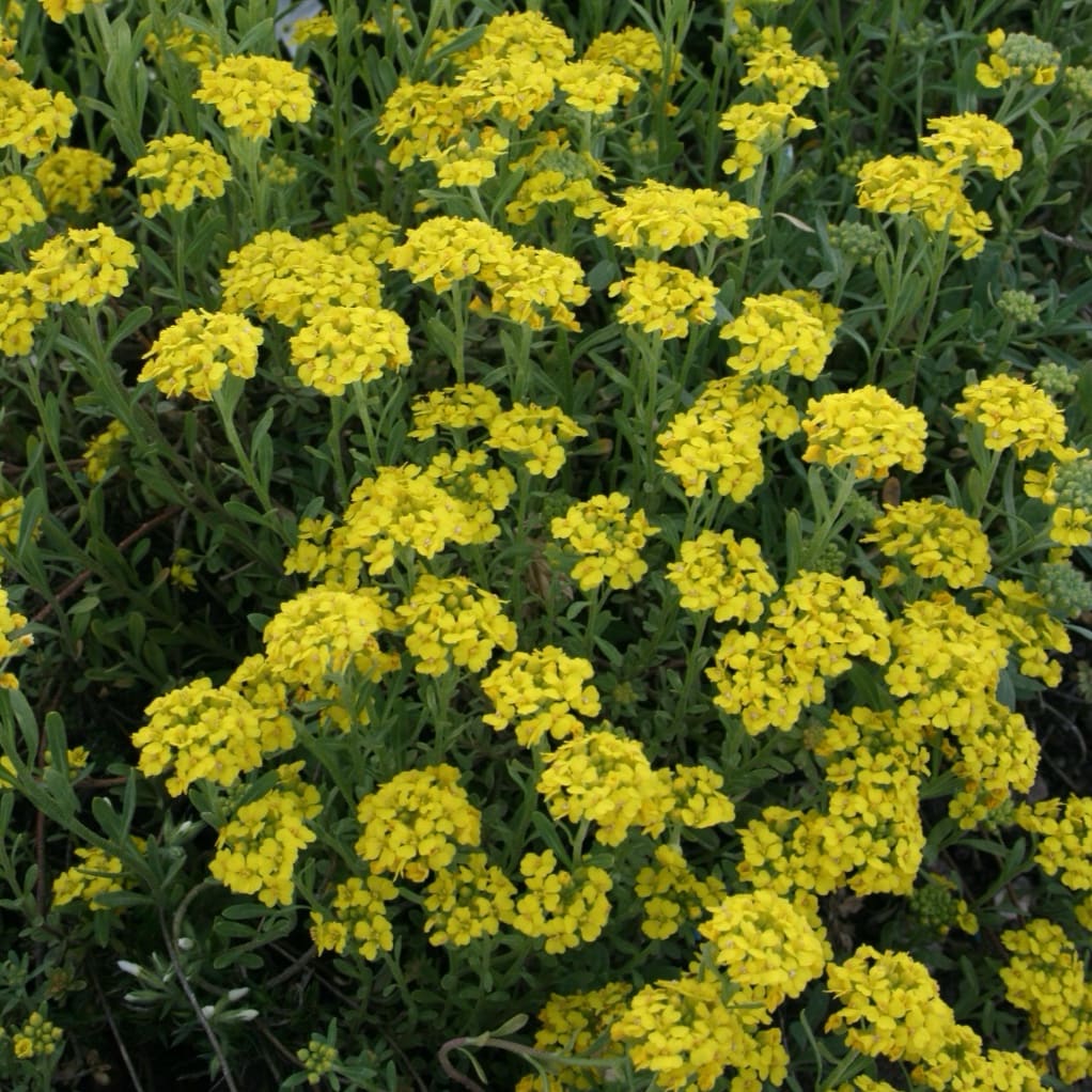 Steinkraut 'Berggold' Gelb