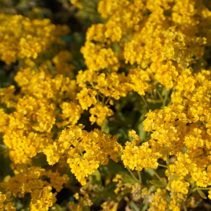 Steinkraut 'Goldkugel' Gelb