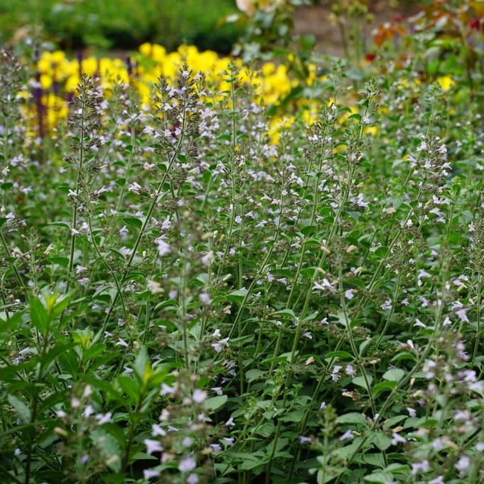 Steinquendel 'Blue Cloud' Violett