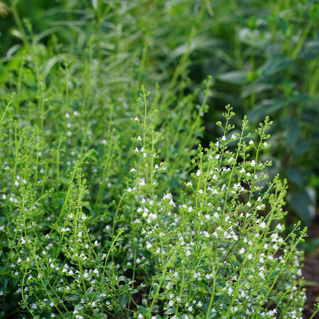 Steinquendel 'Triumphator' Weiß