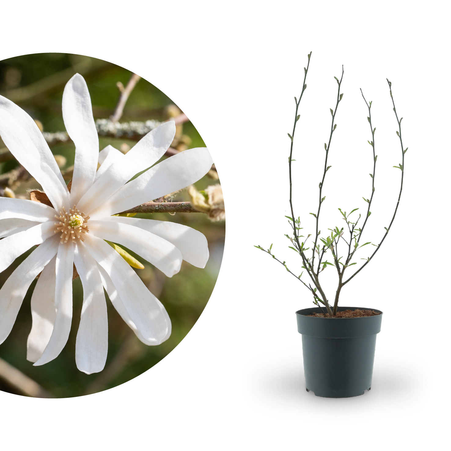 Stern-Magnolie Reinweiß