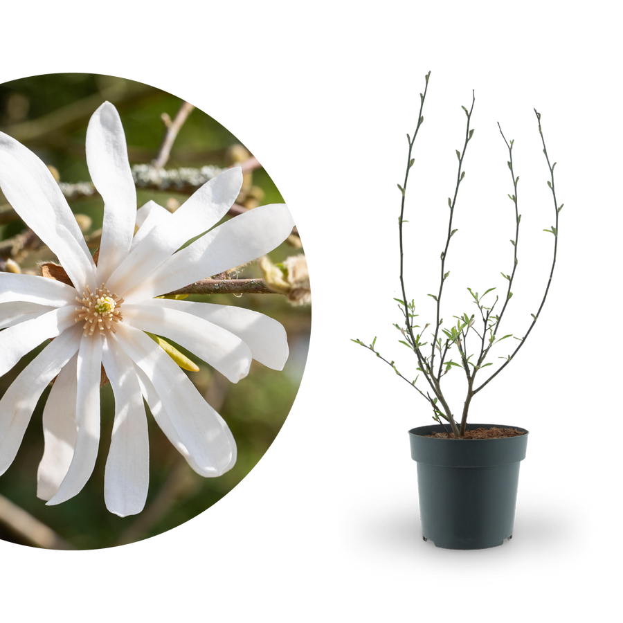 Stern-Magnolie Reinweiß