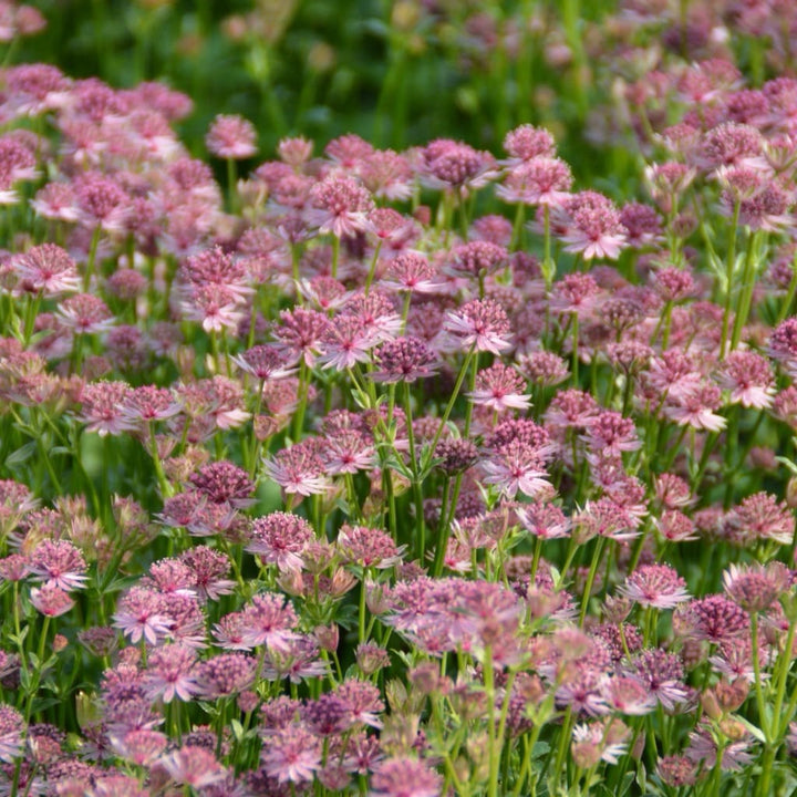 Sterndolde 'Roma'® Rosa