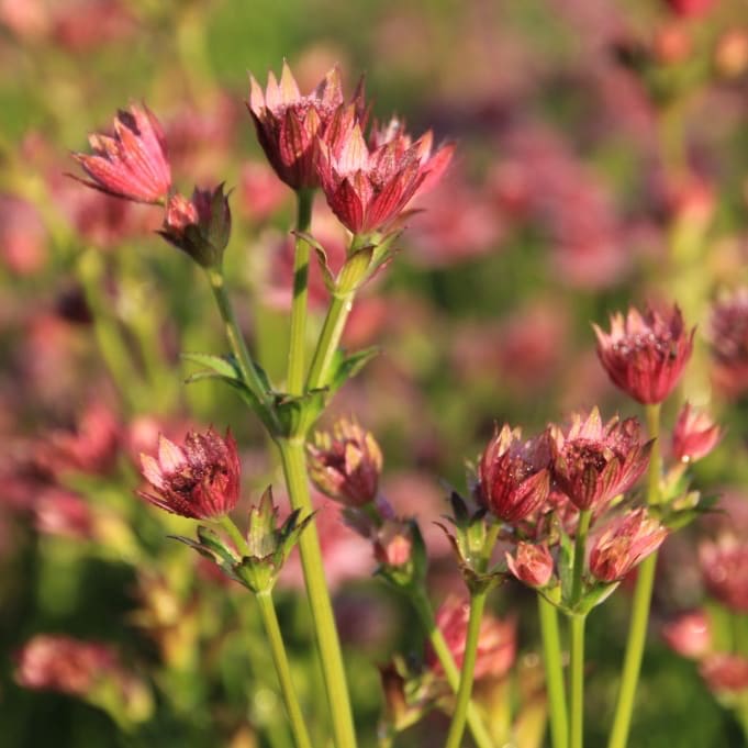 Sterndolde 'Roma'® Rosa