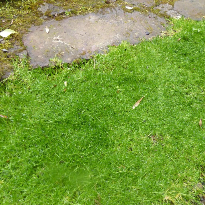 Sternmoos Weiß kaufen