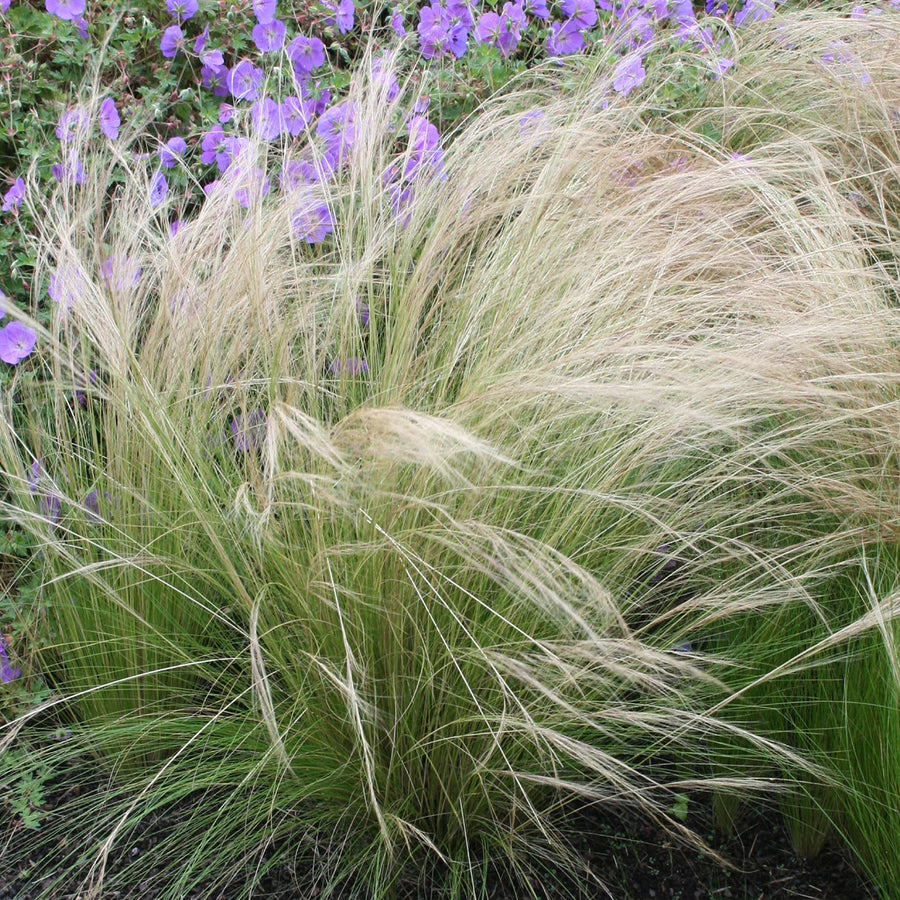 Stipa tenuissima 'Ponytails'