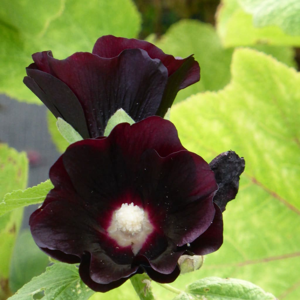 Stockrose 'Blacknight' Rot