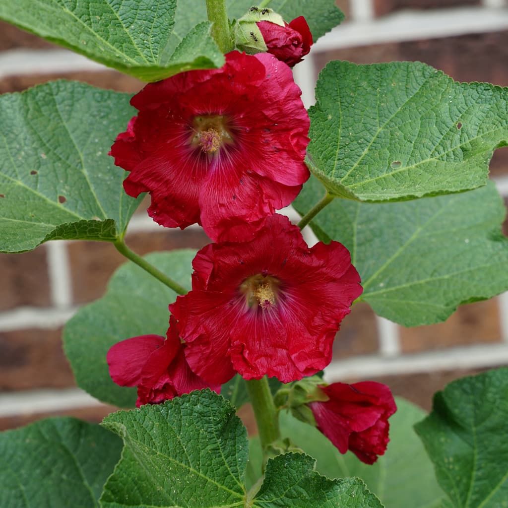 Stockrose 'Mars Magic' Rot